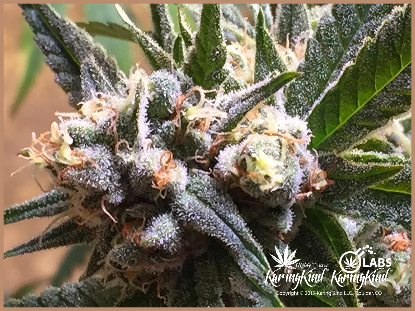 Boulder's Best Marijuana Deals