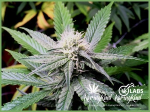 Cannabis Facts