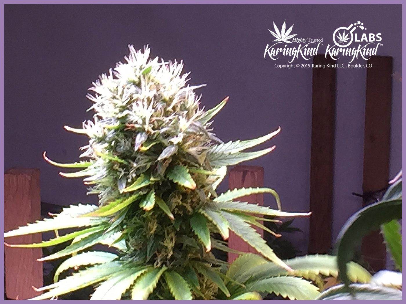 Karing Kind CBD Marijuana Strain