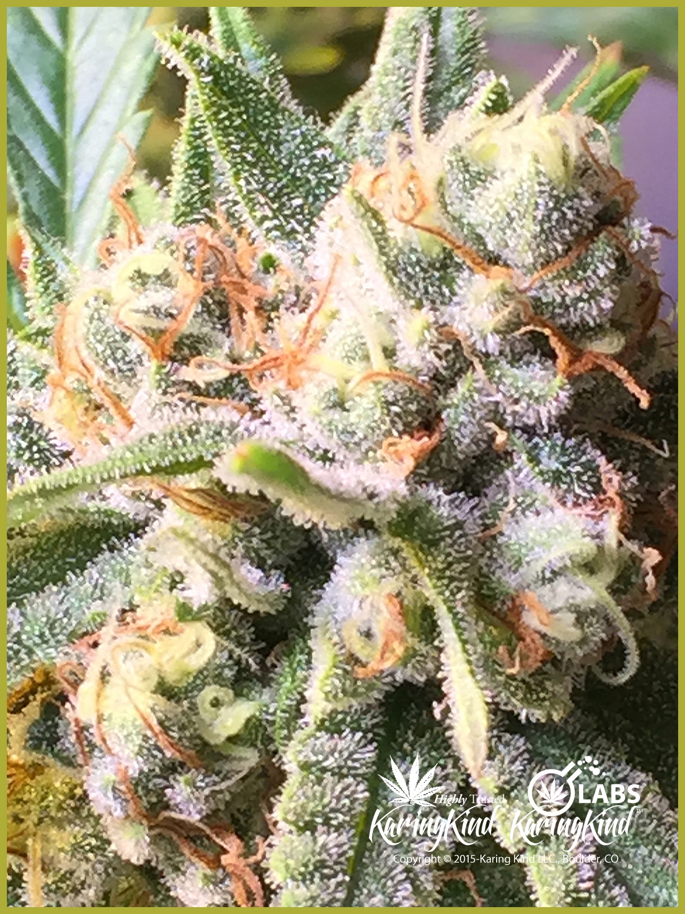 Karing Kind Boulder Dispensary Cannabis