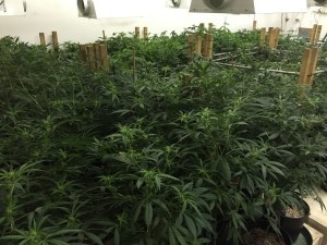 Organic Marijuana Grow Cross Breeding