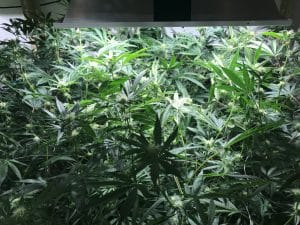 marijuana-seeds-home-grow