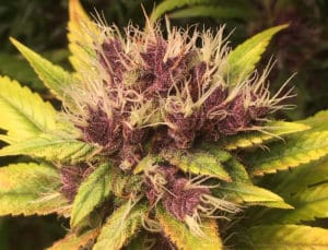 Purple Kush Colorful Marijuana Boulder