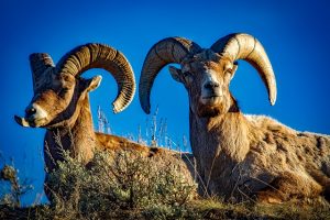 big horn sheep get high