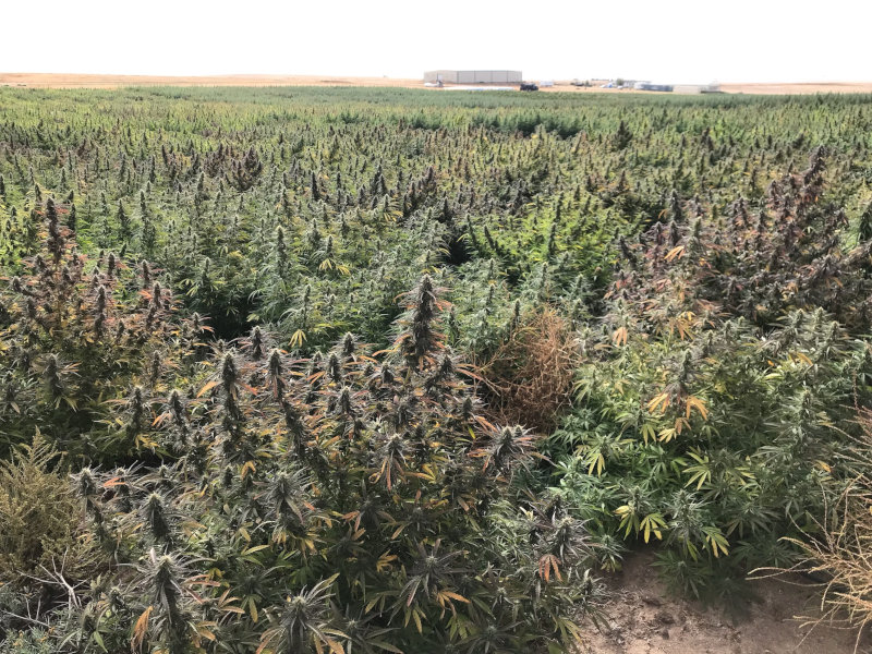 Hemp Legalization Colorado