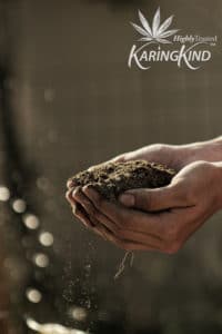home-grow-cannabis-seeds