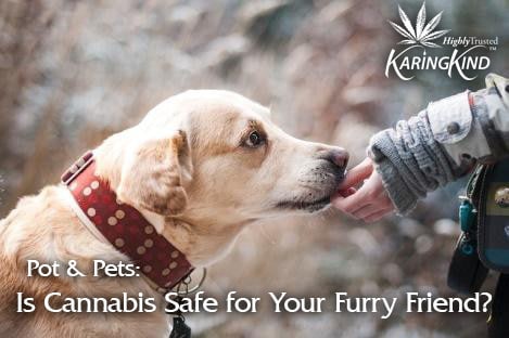 are weed edibles bad for dogs