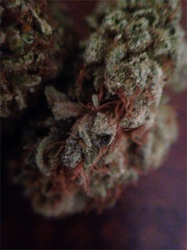 Karing Kind Strain of the Week Boulder Colorado