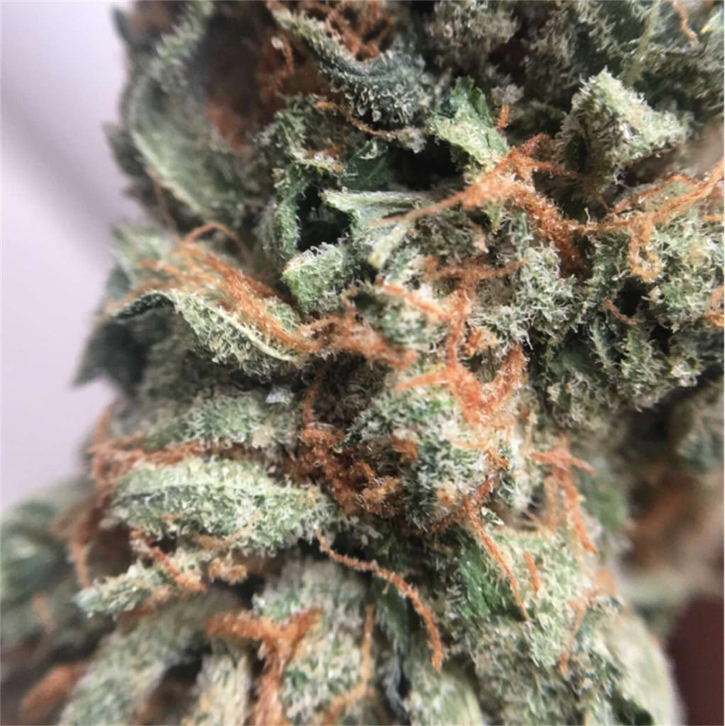 Karing Kind Strain of the Week Boulder Colorado