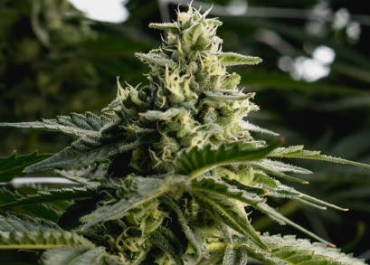 Boulder Cannabis Strains