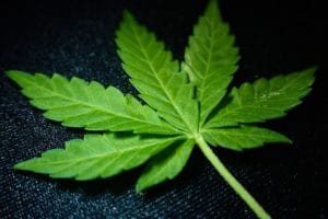 marijuana-leaf-cbd-isolate
