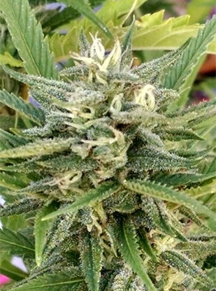 Karing Kind Strain of the Week Boulder Colorado