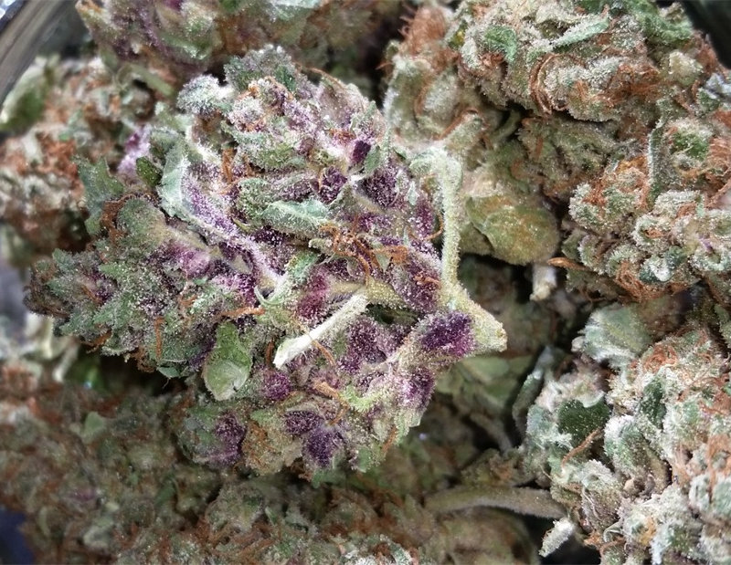 Karing Kind Strain of the Week Boulder Colorado