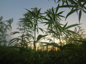 Karing_Kind_Whole_Plant_Extract