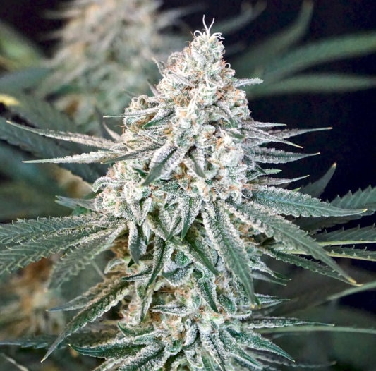 Karing Kind Strain of the Week Boulder Colorado