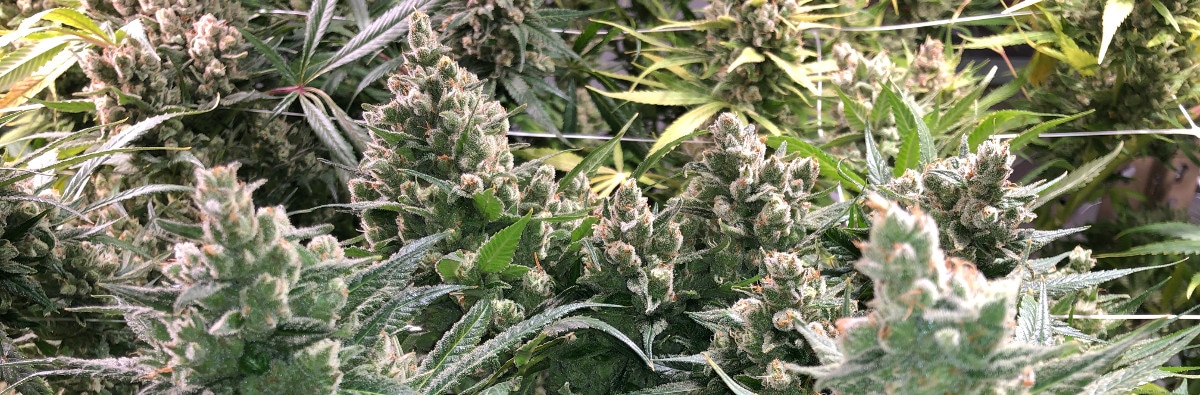 Boulder's Best Marijuana Strains