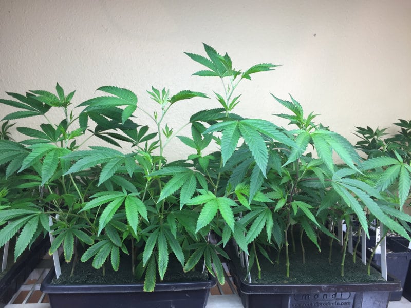 Boulder Budtender's Choice Top Cannabis Product