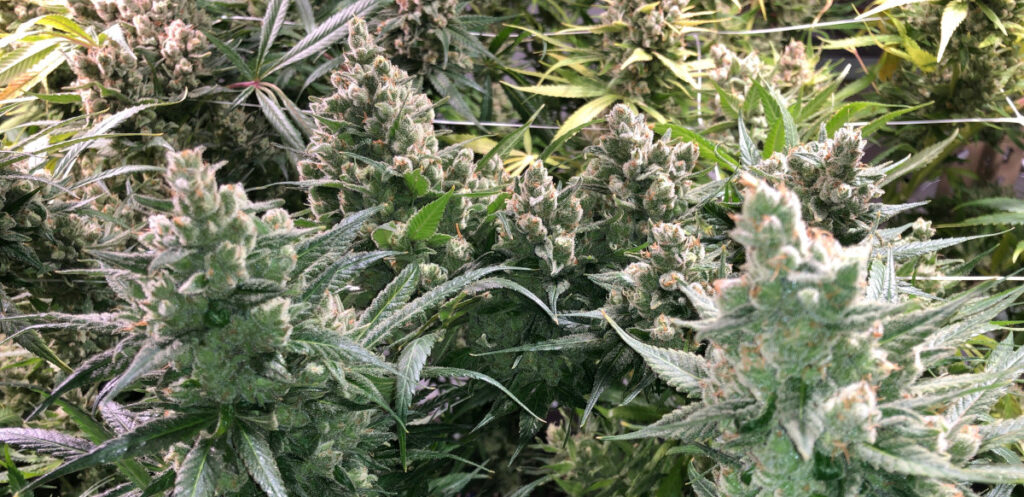 Blue Healer Karing Kind Grow