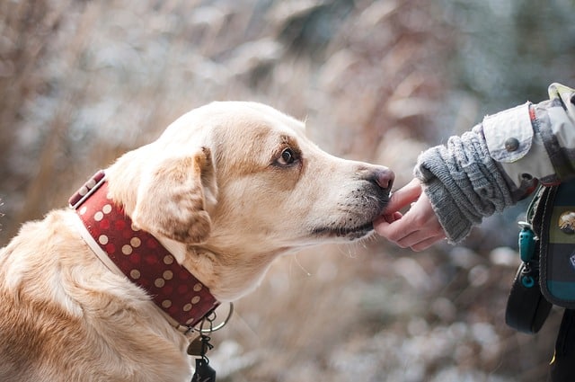 CBD-oil-for-dogs