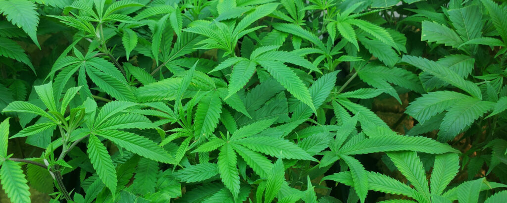 Pot Leaf Banner