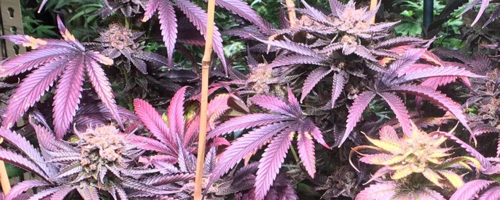 Purple Pot Leaf Banner