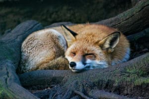 A wild fox from the Greenwood Wildlife Rehabilitation Center lays down awaiting the upcoming charity event
