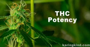 THC Potency - Karing Kind Dispensary in Boulder, Colorado