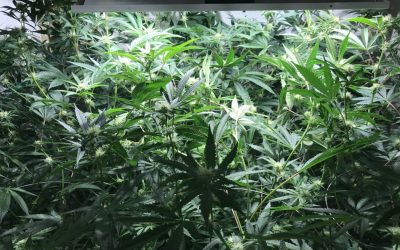Buying Marijuana Seeds and Setting Up a Home Grow