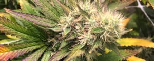 Why Does Some Weed Cost More? (and 12 Other Common Cannabis FAQs)