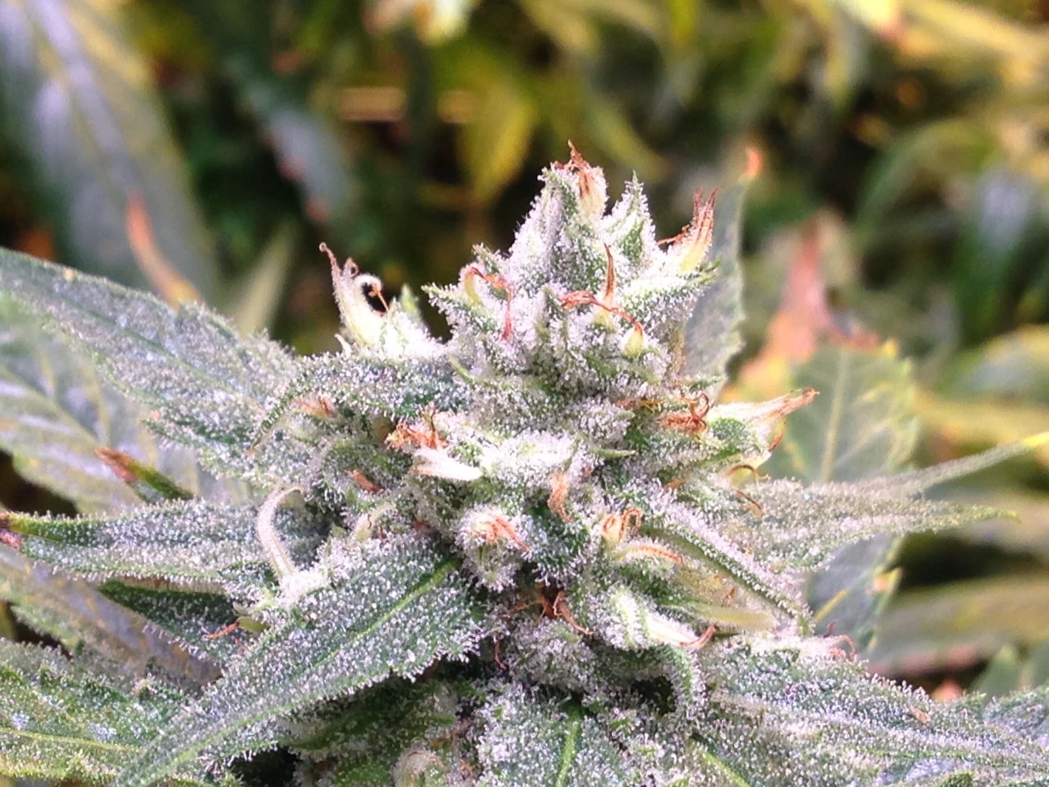 OG Kush (3)