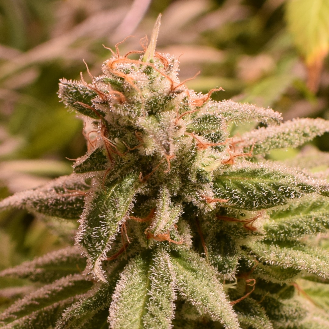 Strawberry Blonde (2)