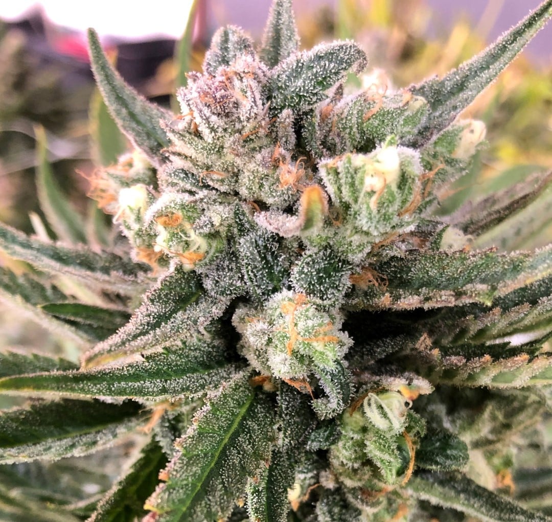 Blue Dream Story