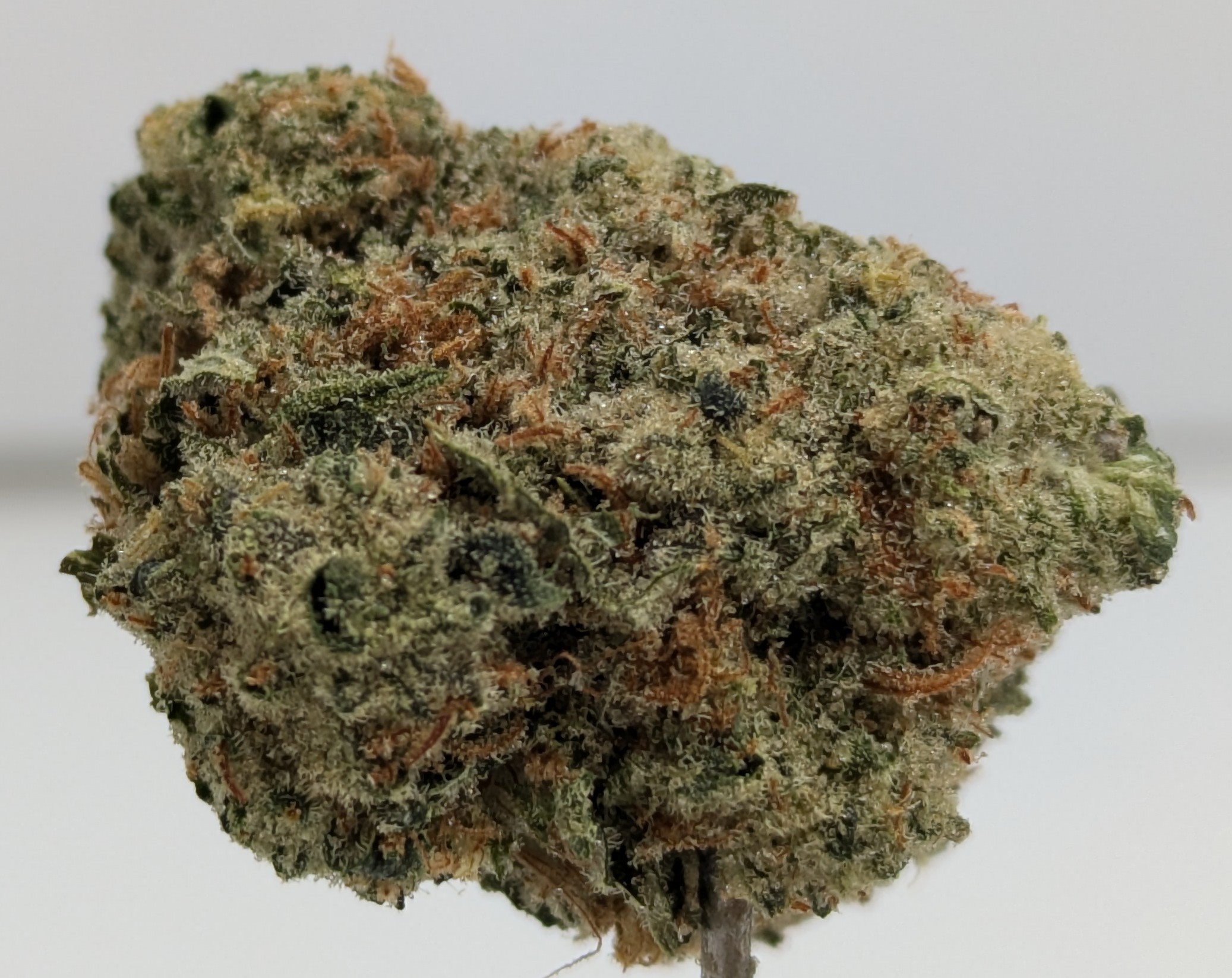 Chem Dawg (1)