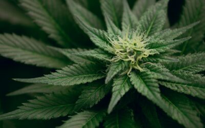 Boulder Cannabis: Top Summer Picks