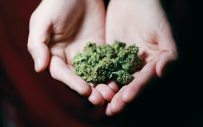 Best Cannabis Concentrates for Every Occasion