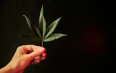 Addressing Potency Issues in Cannabis Concentrates