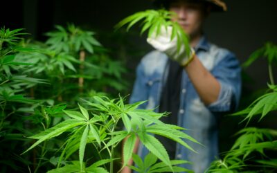 What ‘Start Low and Go Slow’ Means in Cannabis Shopping: A Beginner’s Guide