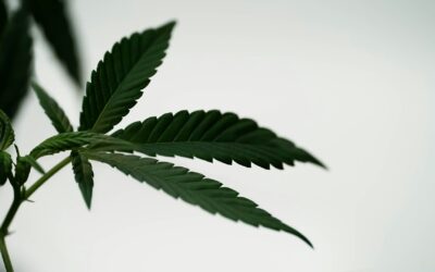 Protect Marijuana Flowers from Cold Weather