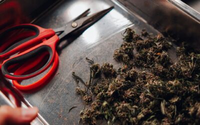 Why Marijuana Strains Taste Different