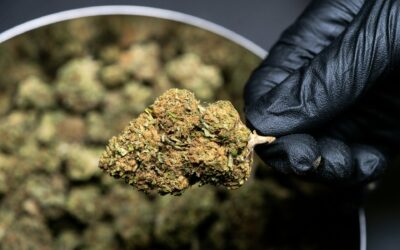 Winter Storage Tips for Moon Rocks Hash