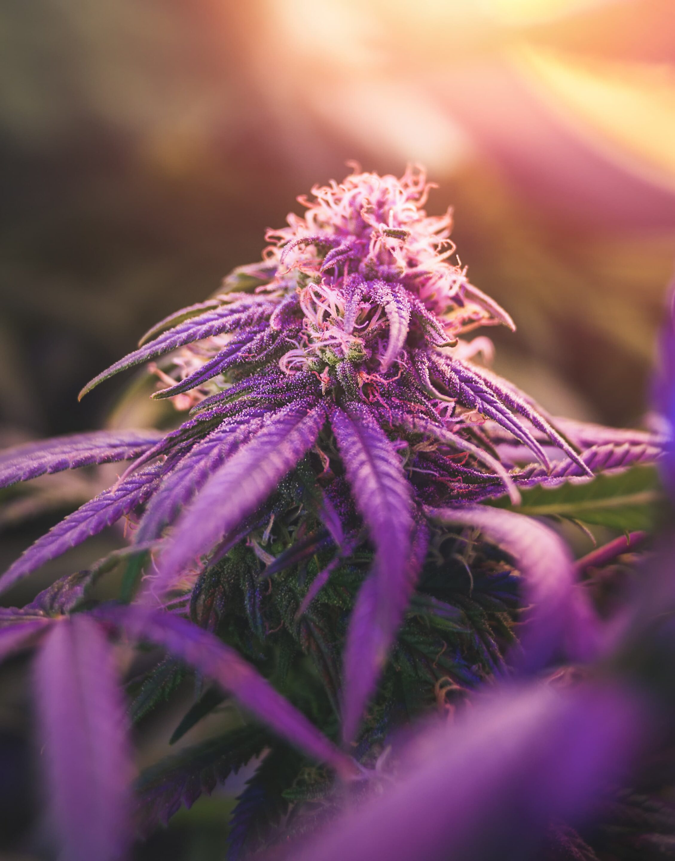 Why 710 Labs Is a Top Cannabis