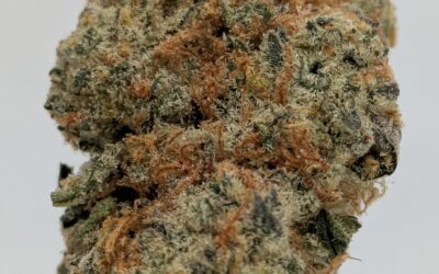Cannabis Terpenes 101: Understanding the Role and Benefits of Terpenes in Your Marijuana Experience