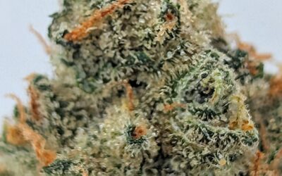 What Are Cannabis Terpenes and Why Do They Matter?