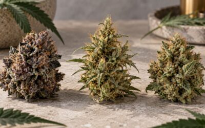 Indica vs Sativa vs Hybrid: What the Differences Actually Mean
